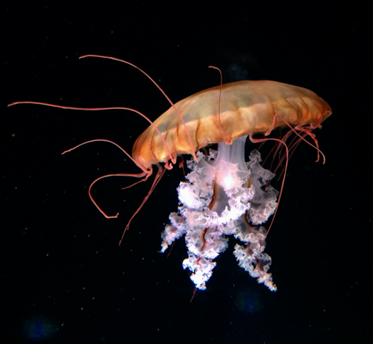 steele-grasza-CQKqcMHkiuM-unsplash